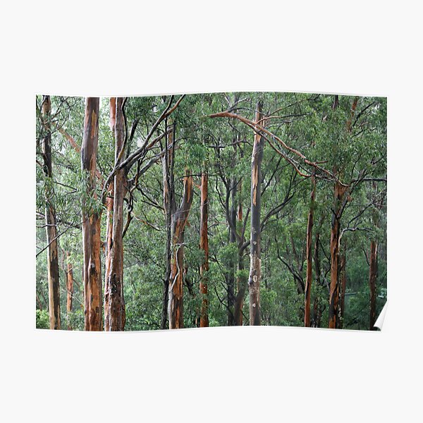 Gum Trees In The Rain Poster