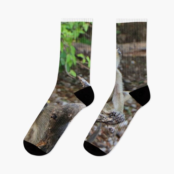 Item preview, Cheeky African baboons, Chobe, Botswana designed and sold by FranWest.