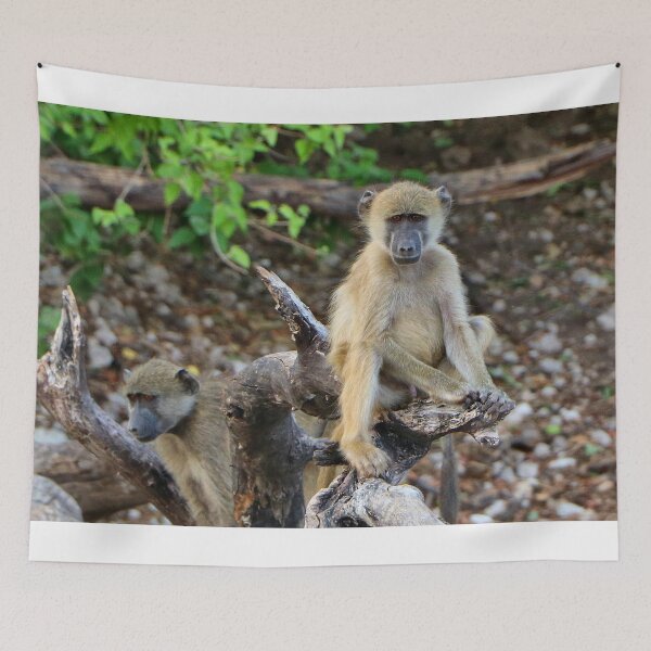 Item preview, Cheeky African baboons, Chobe, Botswana designed and sold by FranWest.