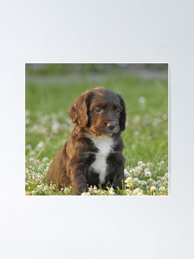 Field cocker spaniel hot sale puppies for sale