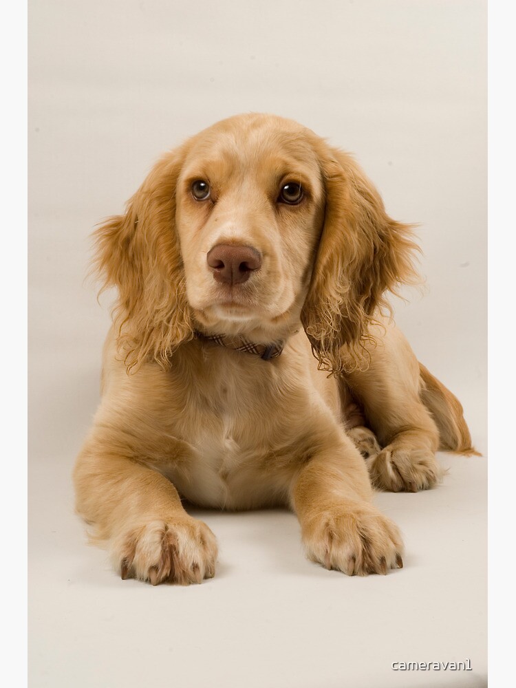 Lemon cocker sale spaniel puppy