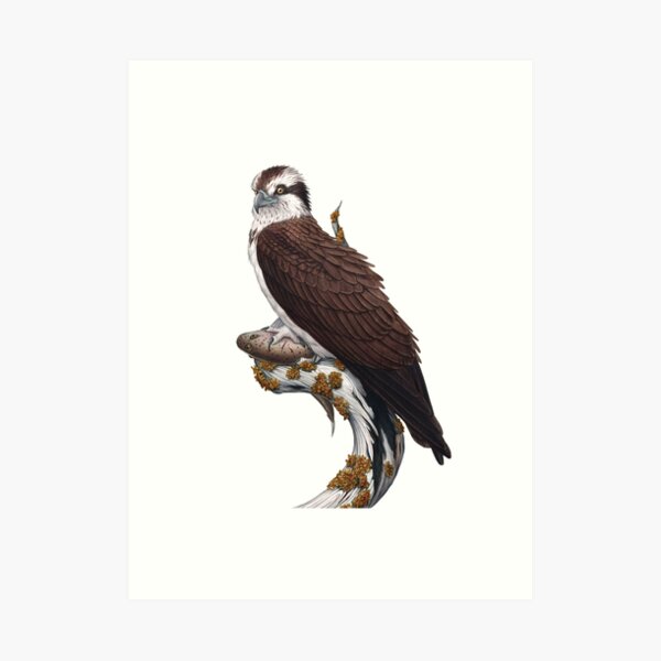Osprey - Fish Hawk John James Audubon Art Print for Sale by