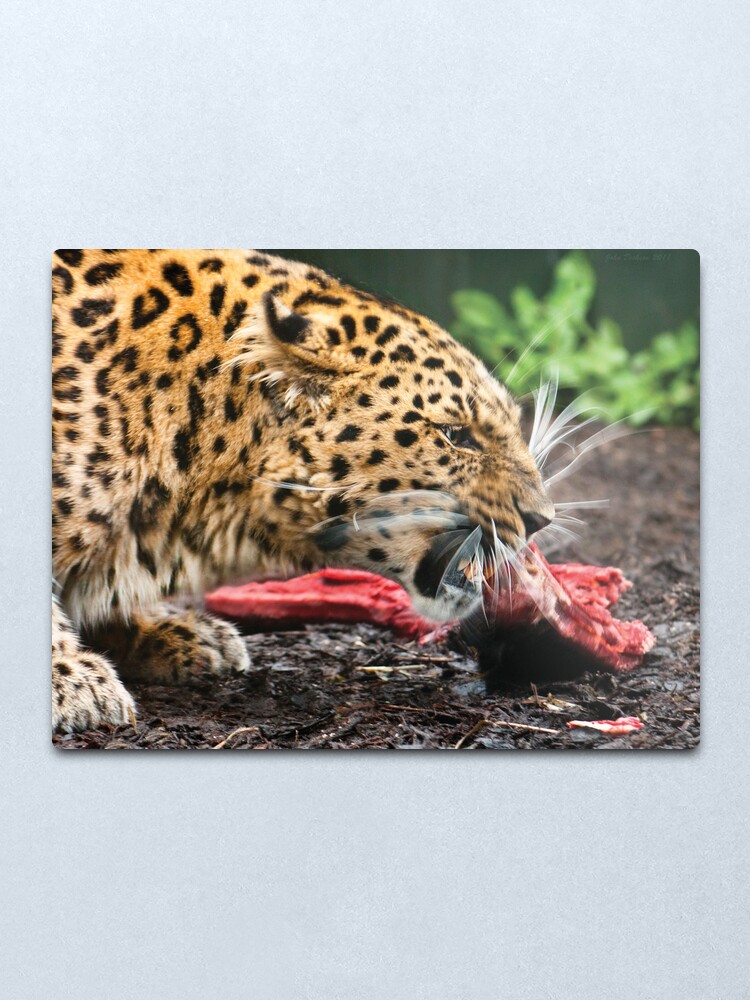 "Amur Leopard Eating" Metal Print by RossDickson | Redbubble