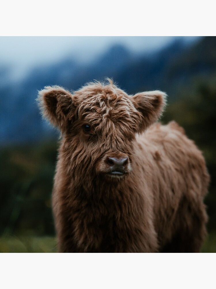 Baby Highland Cow Tote Bag By Marinaweishaupt Redbubble