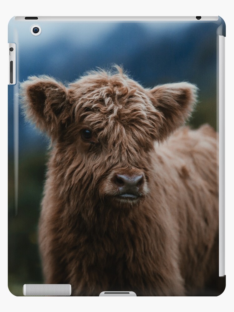 Coque Et Skin Adhesive Ipad Vache Highland Bebe Par Marinaweishaupt Redbubble