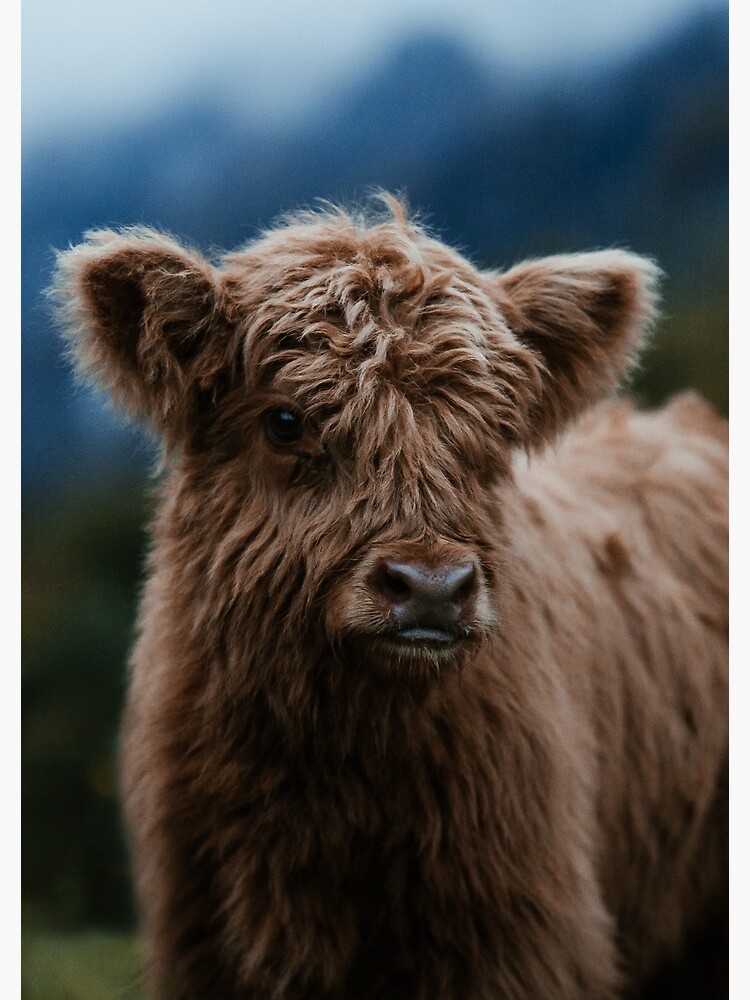 Baby Highland Cow by marinaweishaupt
