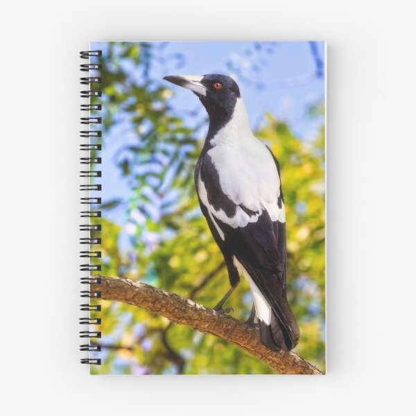 Item preview, Magestic Magpie, Mindarie, Perth, Western Australia designed and sold by Dave Catley.