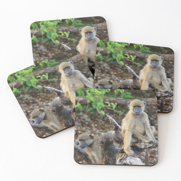 Item preview, Cheeky African baboons, Chobe, Botswana designed and sold by FranWest.