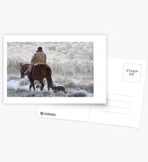 Sheep Herder, Wyoming Postcards