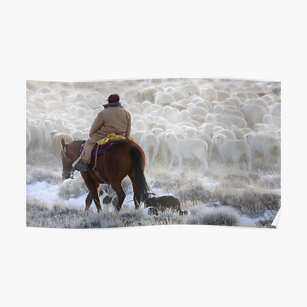 Sheep Herder, Wyoming Poster
