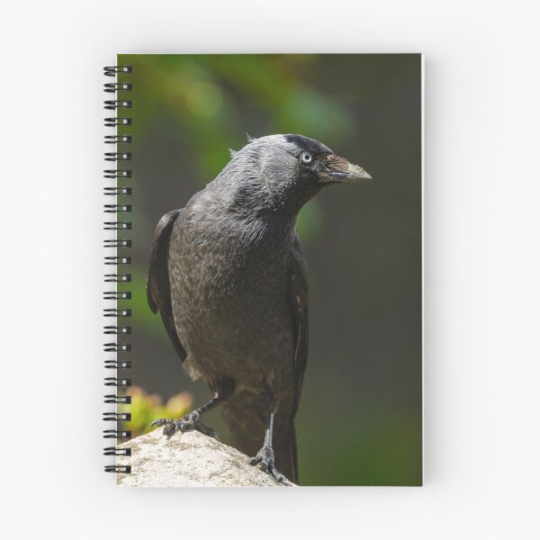 Item preview, Jackdaw perched on a gate post, County Kilkenny, Ireland designed and sold by AndrewJonesFoto.