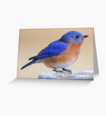 What would I do without my feathered friends? Greeting Card