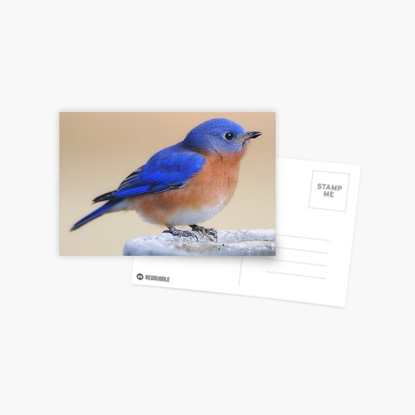 What would I do without my feathered friends? Postcard