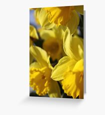 Daffodils Greeting Card