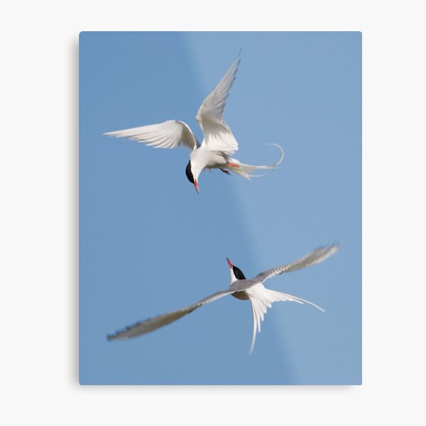 Arctic Terns Metal Print