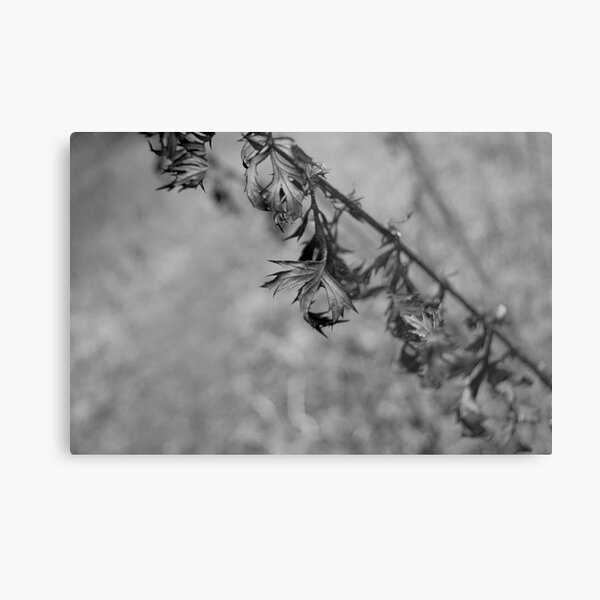 Twisted and frosty Metal Print