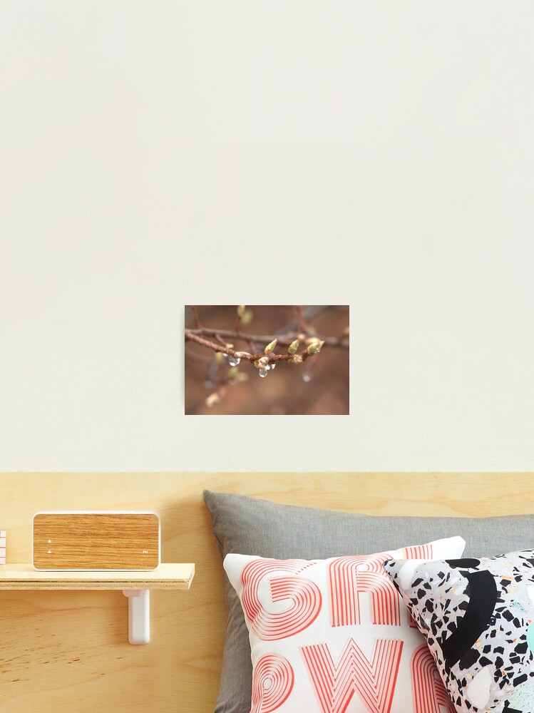 Thumbnail 2 of 3, Photographic Print, Spring Rain designed and sold by Riddick4x5.