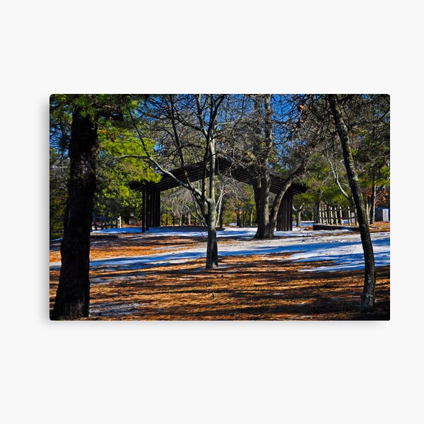 Contrast in the Pines Canvas Print