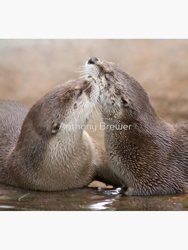 Otter kisses by dailyanimals