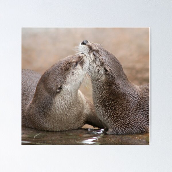 Otter kisses Poster