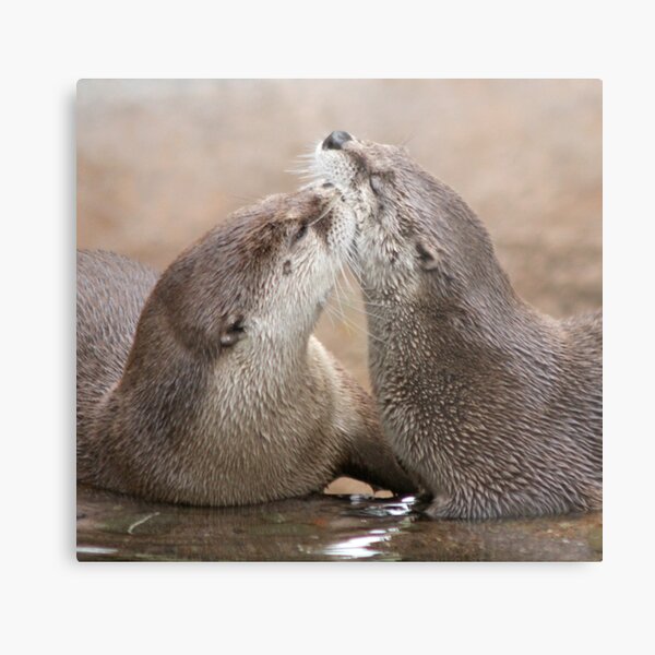 Otter kisses Metal Print