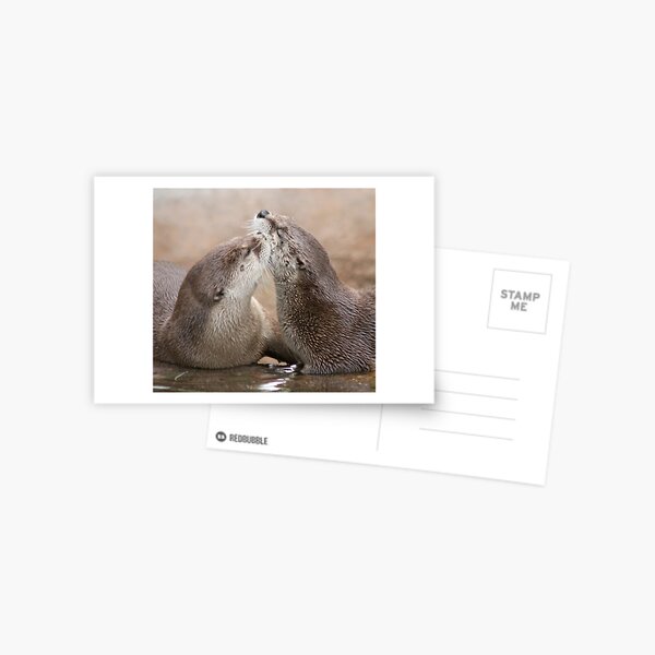 Otter kisses Postcard