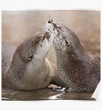Otter kisses Poster