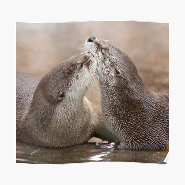 Otter kisses Poster