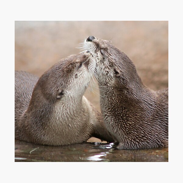 Otter kisses Photographic Print