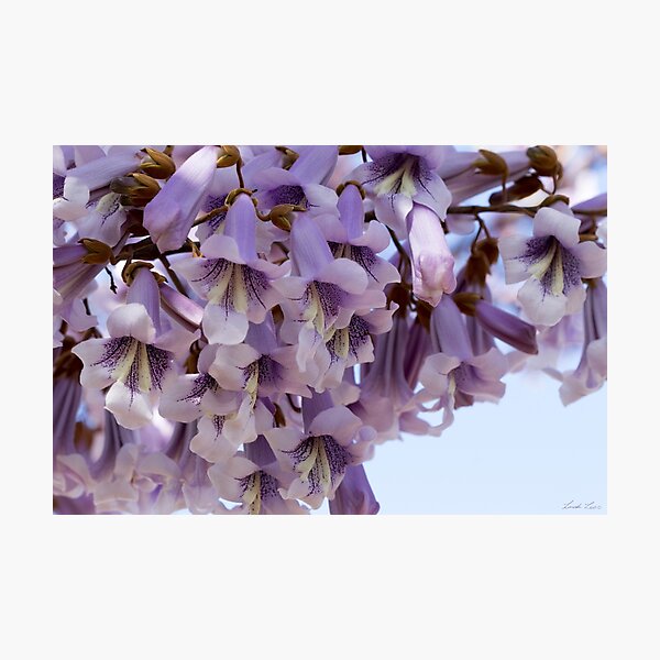 Pretty in Purple Photographic Print