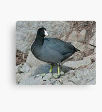 American Coot Canvas Print