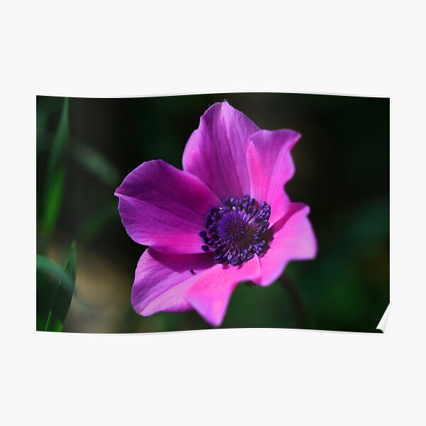 Anemone coronaria Poster