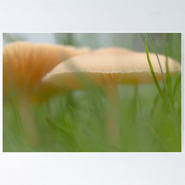 Item preview, Mushroom jungle designed and sold by Jocelyn  Parry-Jones.