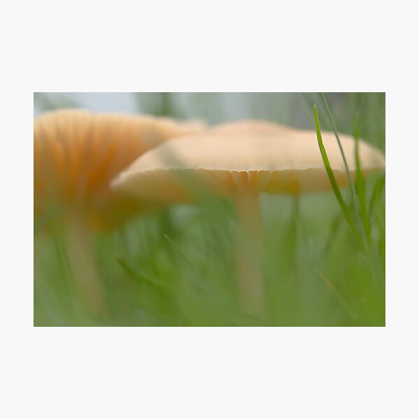 Item preview, Mushroom jungle designed and sold by Jocelyn  Parry-Jones.