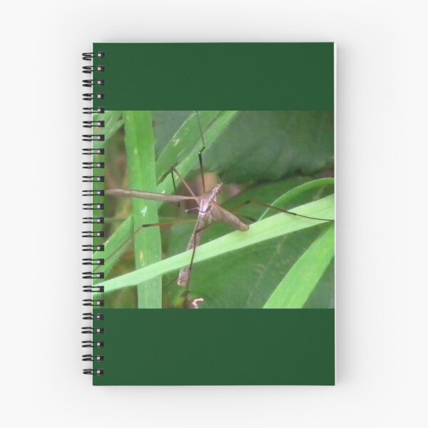 Item preview, Daddy Long Legs.....Dorset UKK designed and sold by lynn carter.