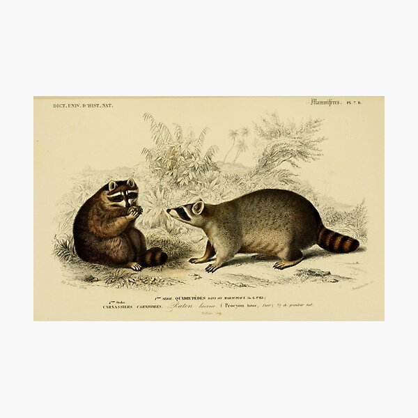 Item preview, Naturalist Raccoon designed and sold by BlueSpecsStudio.