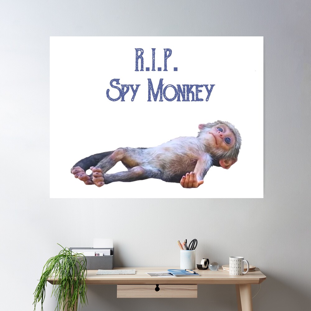 R.I.P. Spy Monkey