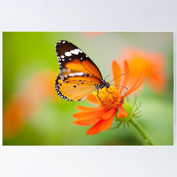 Item preview, Butterfly 1 designed and sold by Jacinthe Brault.