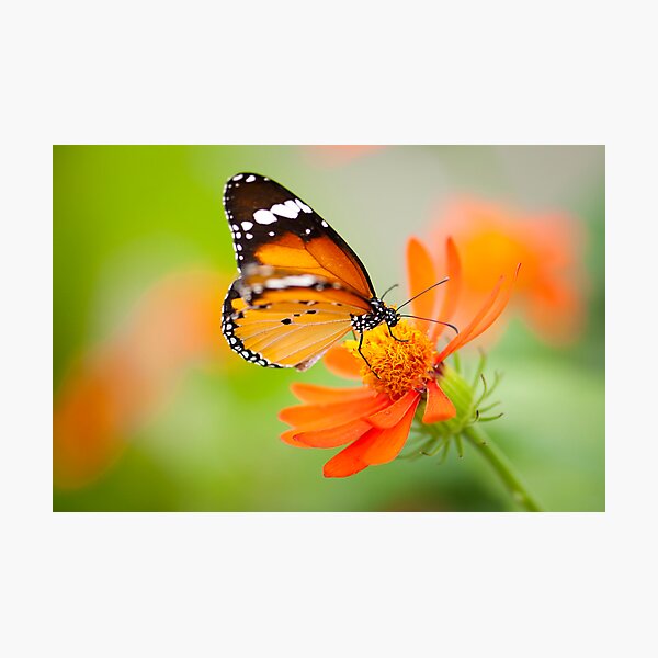 Item preview, Butterfly 1 designed and sold by Jacinthe Brault.