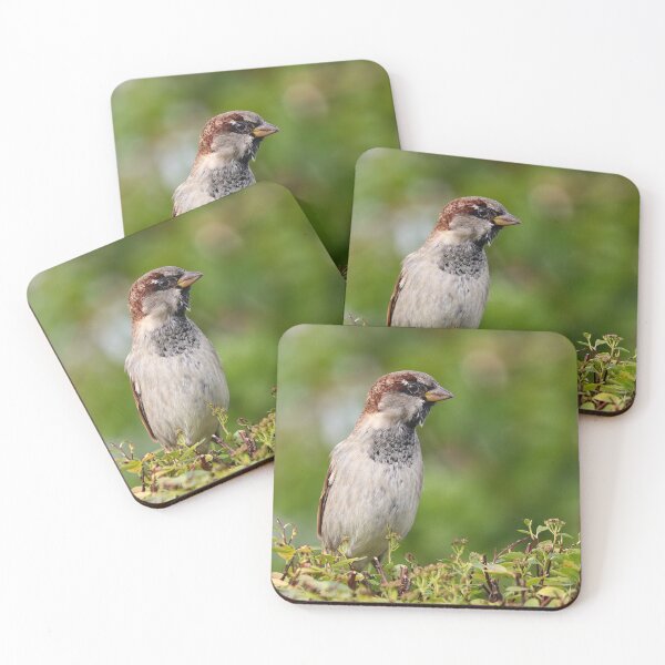 Item preview, House sparrow in a hedge designed and sold by GreyFeatherPhot.