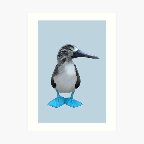 Sula nebouxii - blue rules Art Print