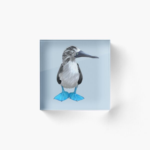Sula nebouxii - blue rules Acrylic Block