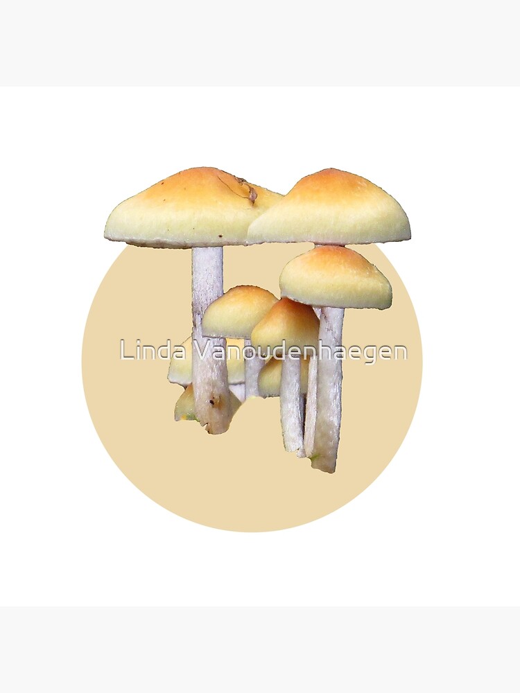 Discover Mushrooms In The Redwoods Premium Matte Vertical Poster