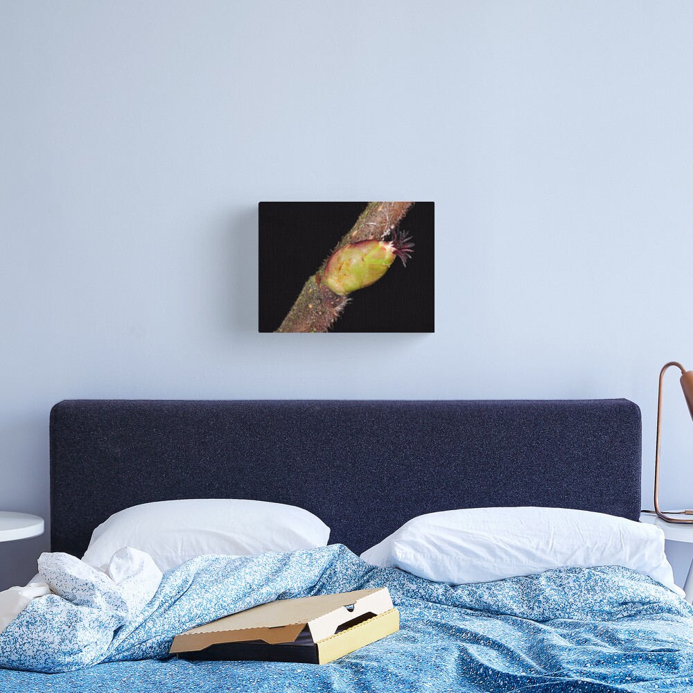 Hazel Bud Canvas Print
