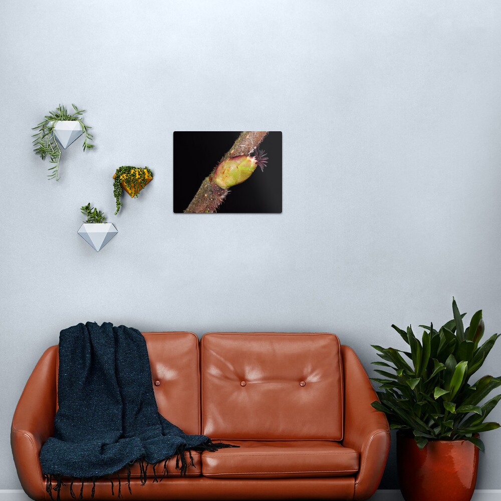 Hazel Bud Metal Print