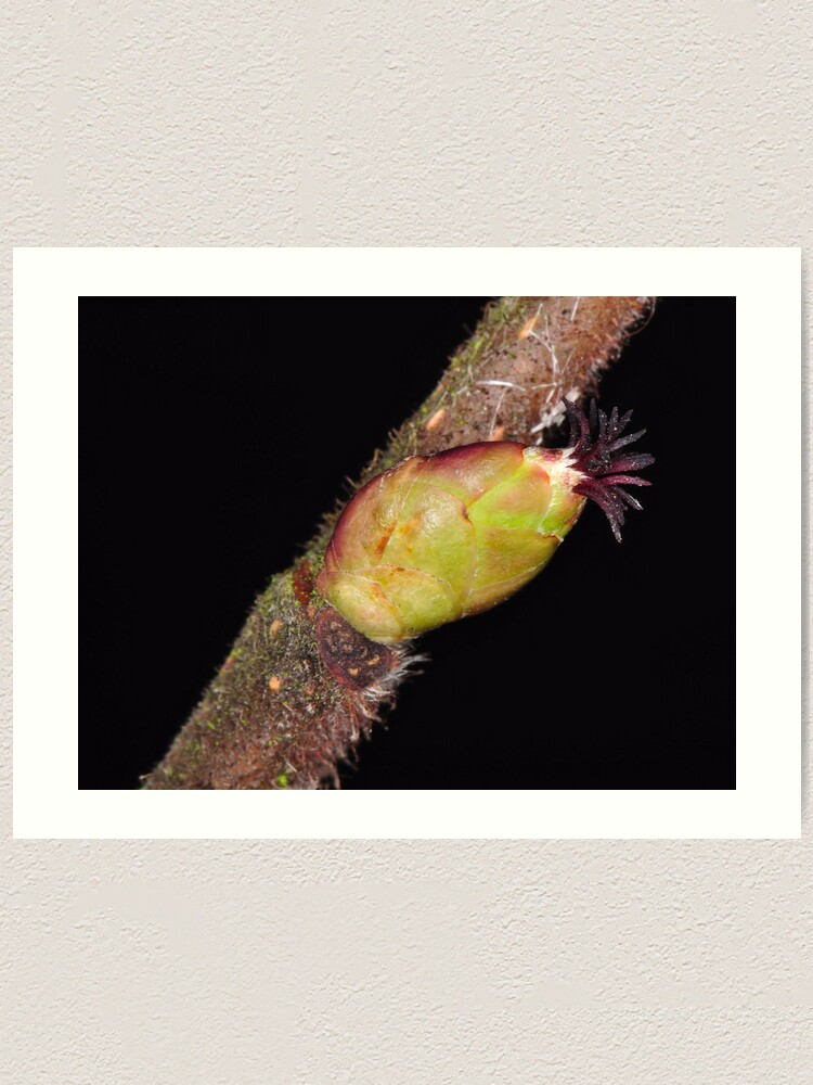 Alternate view of Hazel Bud Art Print