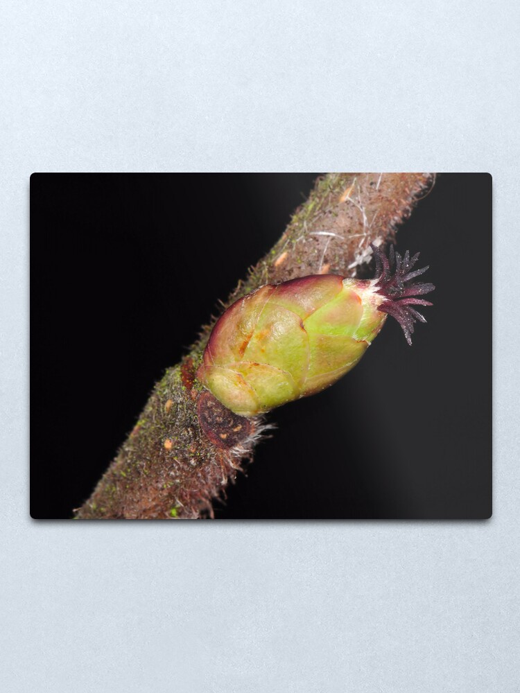 Alternate view of Hazel Bud Metal Print