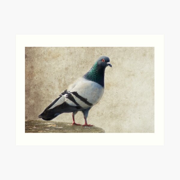 Pigeon Art Print