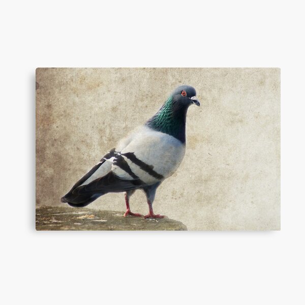 Pigeon Canvas Print