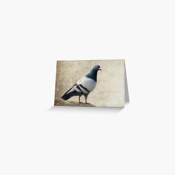 Pigeon Greeting Card